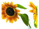 picture-of-a-sunflower